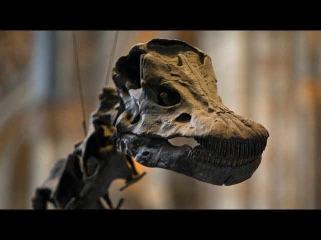 Dippy On Tour | 360° video | Birmingham Museum and Art Gallery | Inside The Story