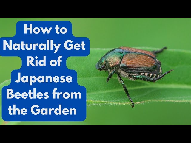 How to Naturally Get Rid of Japanese Beetles from the Garden