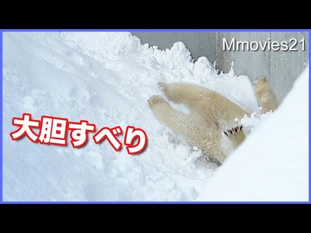 逆さ滑りで壁に衝突！でシュンとなるリラ　Polar Bear　slideｒ