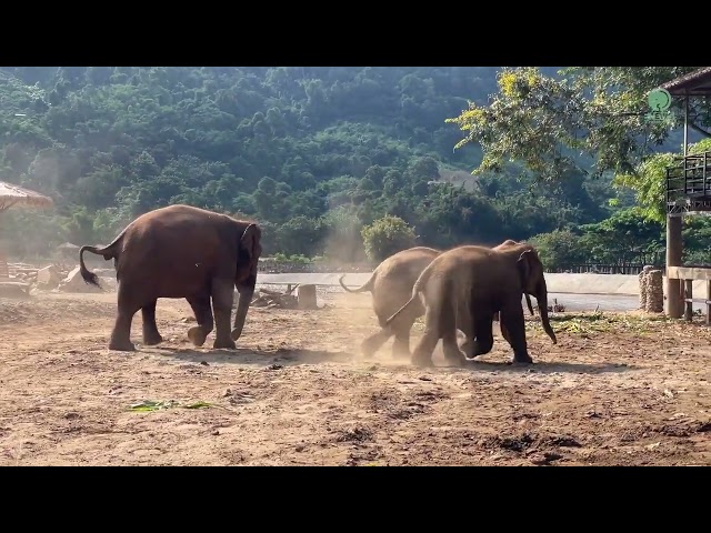 Baby Elephant And Her Herd Love To Run Celebrating Together - ElephantNews