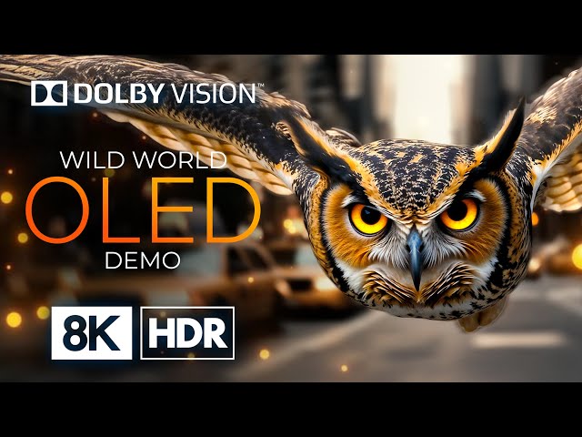 OLED 8K HDR 60fps with Dolby Vision – The Ultimate Wild Animals Collection