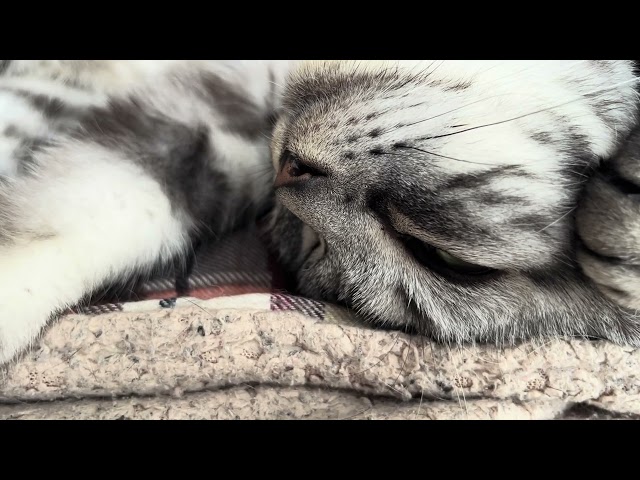 [Sleep ASMR] The sound of an overturned cat purring for 64 minutes.