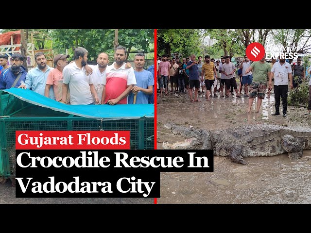 Gujarat Flood: Crocodile From Overflowing Vishwamitri River In Vadodara Rescued | Gujarat Rain News