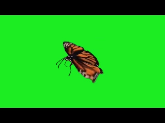 Free HD Butterfly Green Screen Animation Effects | Copyright-Free Video.