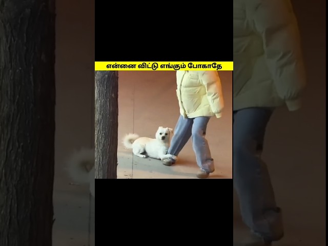 என்னை விட்டு எங்கும் போகாதே 😂#shorts #trending #cat #catlover #funnycat #animals