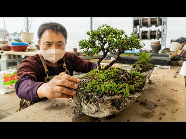 Process of Making a Bonsai Tree on a Rock. Bonsai Master in Korea