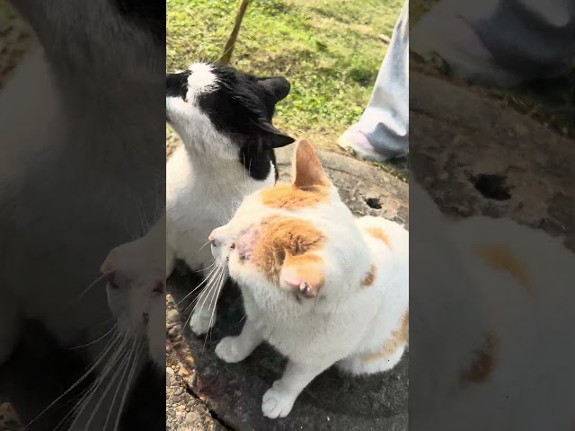 Cute Cat in China #roctim #china #travel