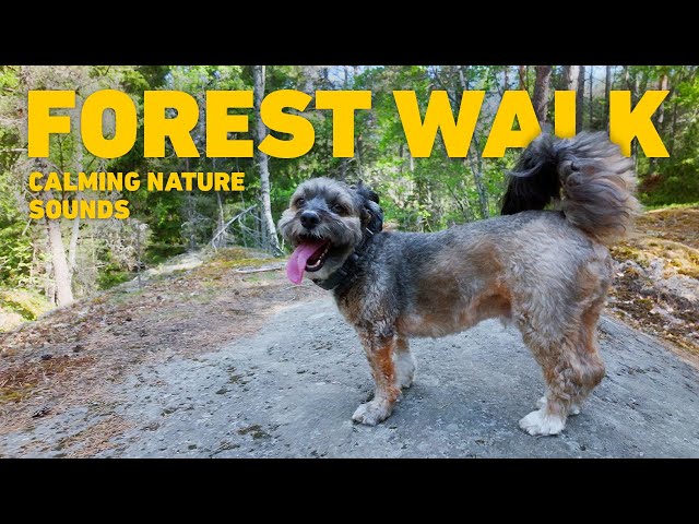 [NO ADS] Dog TV for Dogs 🐾🇫🇮 Dog Walking in Finnish Forest 🇫🇮🌲 Relaxing Nature Sounds