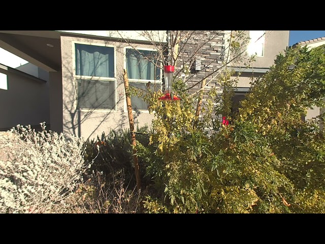 Hummingbirds in front of my house