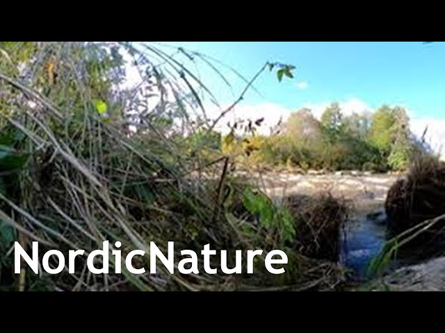 Ruutinkoski Rapids 360, autumn in Nordic nature