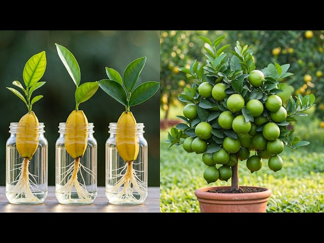 LIVE🔴🌿Growing Lemons Indoors: Tips for a Thriving Lemon Tree #livestream #live