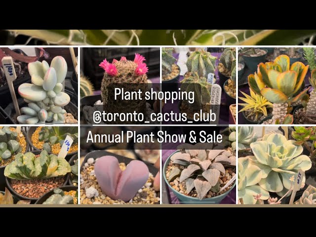 Plant shopping @torontocactusandsucculentc162 annual plant show and sale