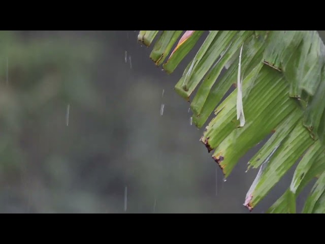 Best Relaxing Rain Video of Africa Forests Nature (High Quality Sound) Mixed&Mastered By MannyMusick