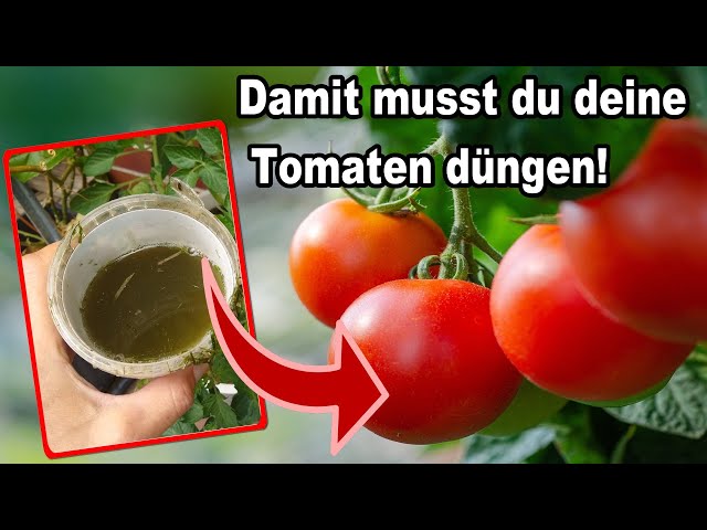 Tomaten satt: Dieser Dünger lässt das Wachstum deiner Tomaten explodieren!