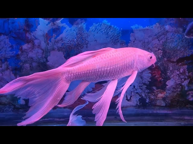 An ASMR Aquatic Paradise: The Calm Movement of Fish and the Soft Sound of Flowing Water