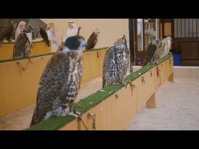 Inside Doha's Falcon Souq