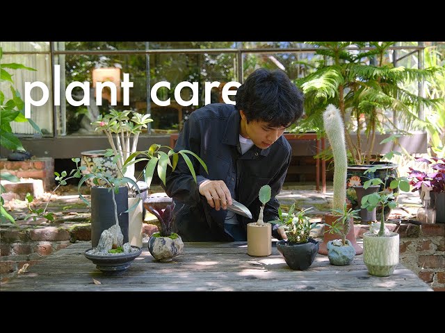 Relaxing Plant Care 🪴 Thoughtful Plant & Pot Pairings