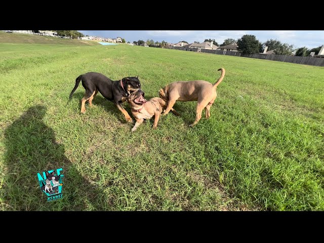 XL Pitbulls Start Fighting Off Leash 🫣🤯 Dog Running ❤️