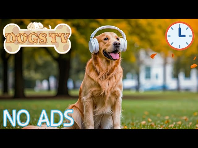 Soothing Music for Dogs 🐾 | Relaxation & Sleep Aid for Anxiety Relief 💖