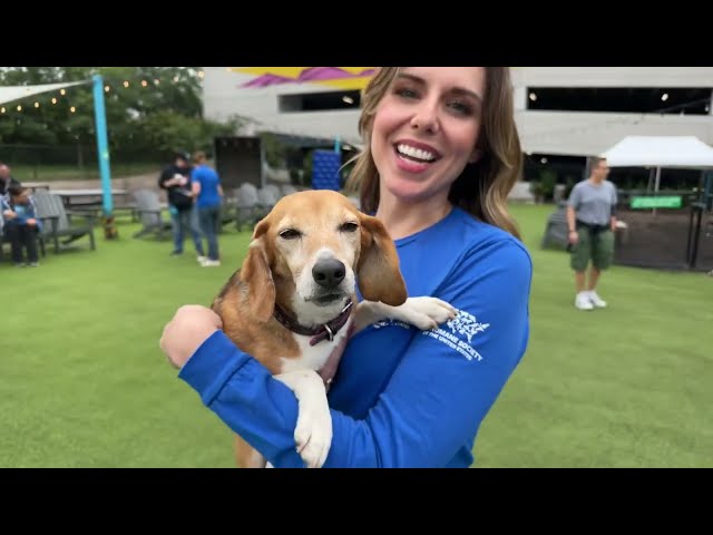 Live reunion with some of our nearly 4000 beagles and friends! #4000beagles