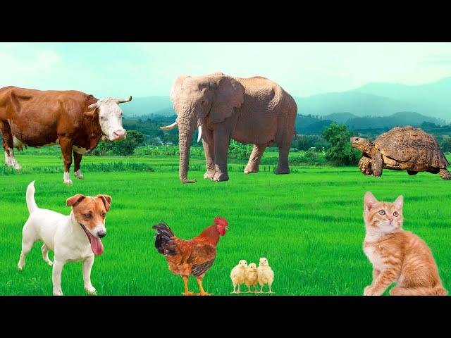 Cute Little Animals - Dog, Cat, Chicken, Elephant, Cow, Turtle - Animal Sounds