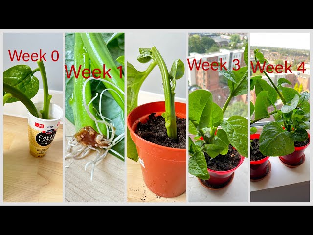 Easiest Way, 100% Success, How to Grow Malabar Spinach from Cuttings and Harvest in 4 Weeks #grow