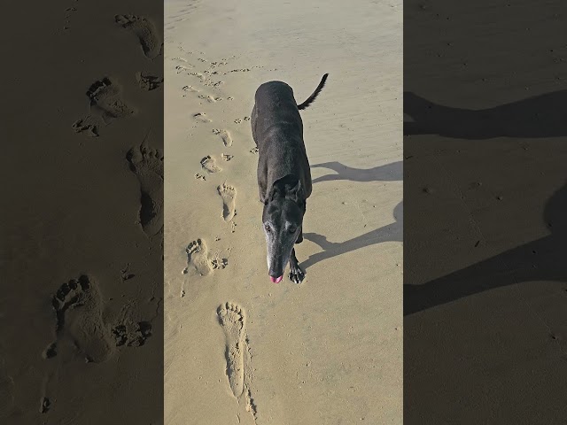 Greyhound Beach Walk #greyhound #animal #rescuedog #rescue #beautiful #sunrise #dog #grey #happy