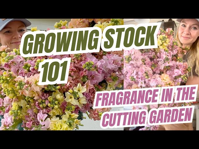 Growing stock 101: guide to the most fragrant bloom in the cutting garden!