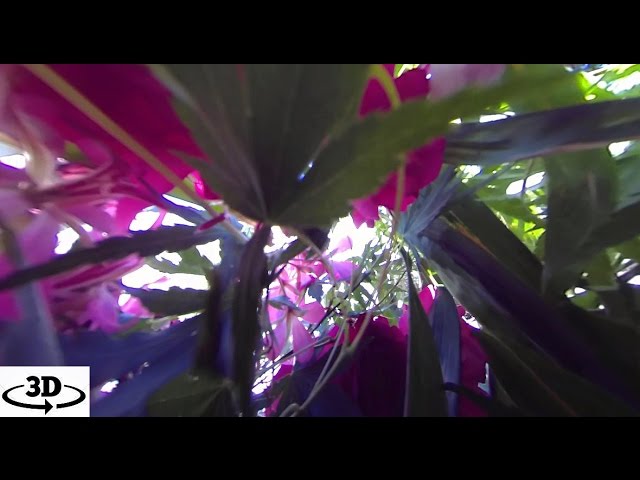 360° Interactive Nature Music | In The Garden (360fly) - Chantmagick Indie Alt Folk Music