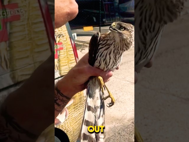 The Art of Rescue: Bare Hands Beran Saves a Cooper’s Hawk 🦅 | #hawk #shorts