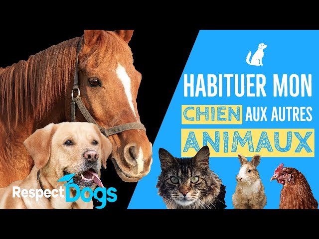 COMMENT HABITUER MON CHIEN AUX AUTRES ANIMAUX ?