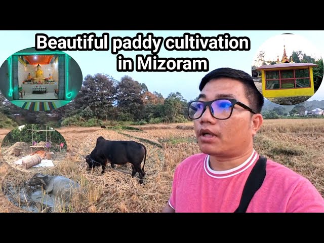 Beautiful paddy cultivation in Mizoram || Chakma Village life ||