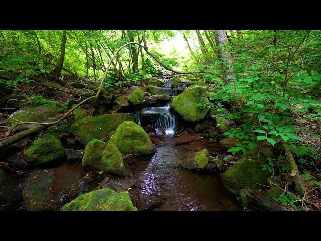 Calming Forest Sounds, Birds Chirping, Babbling Brook,  Nature Sounds, ASMR