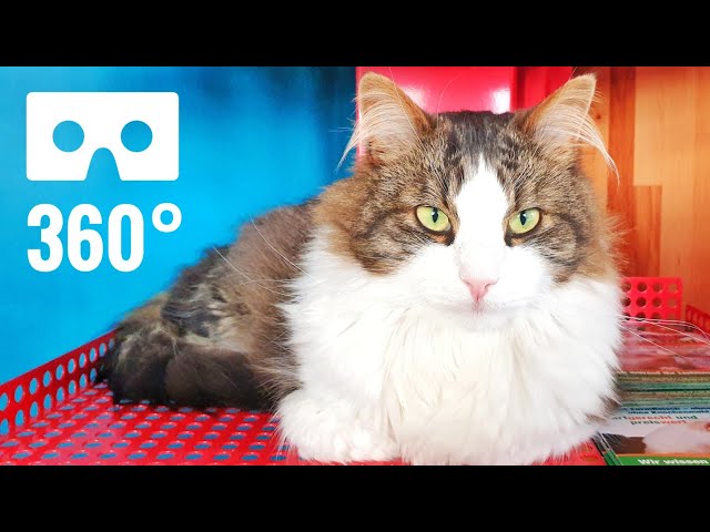 [360° VR Video] Cute & Funny Cats video in Cat Cafe Virtual Reality 360 degree