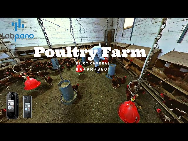 360° Visit Poultry Farm in Spain