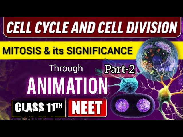 Cell cycle & cell division class-11 ANIMATION for NEET in Hindi|Part-2  #neet #cell #biomedictation