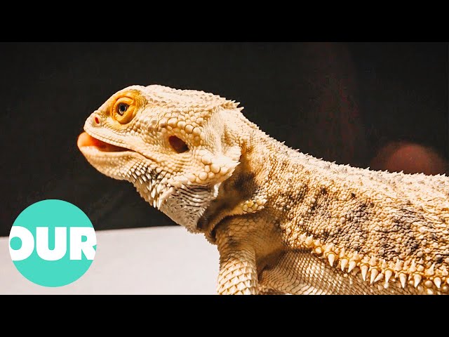 Do Reptiles Get Too Cold To Think? | Extraordinary Animals | Our World