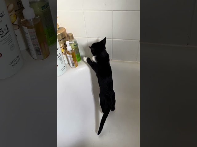 The kitten is playing in the bathtub #cat #catsvideo #котики #kočky #kočicívideo