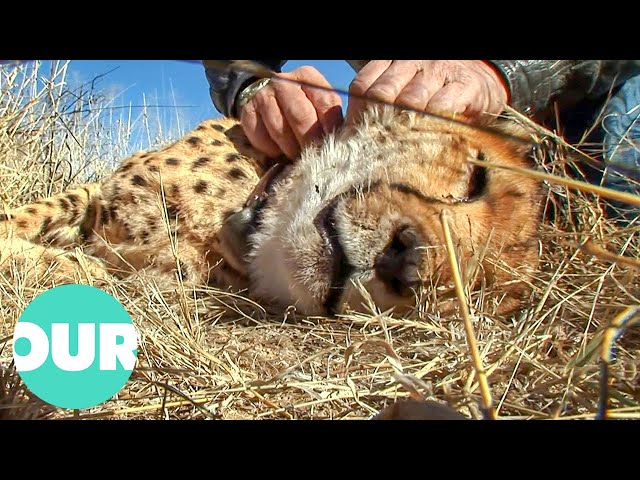 Four Year Old Cheetah In Mortal Peril After Leopard Attack | Cheetah Kingdom Ep9 | Our World