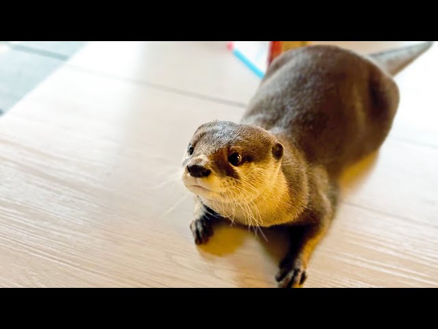 [Original Video] Living Deep in the Mountains for My Otters