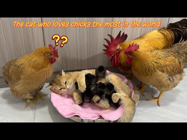 I am shocked! Experienced kitten teaches rooster and hen to take care of chicks! cute and funny😊