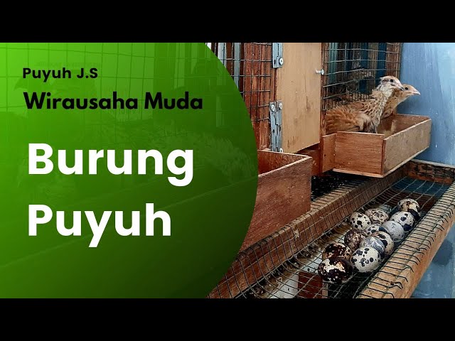 Budidaya Burung Puyuh