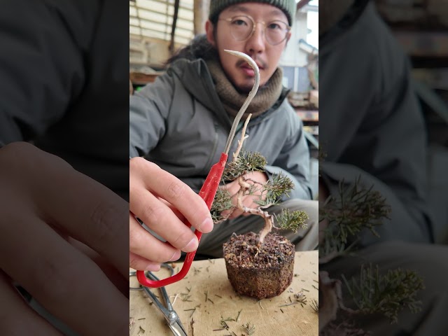 Make a mini juniper bonsai【盆栽Q】 #juniper #ミニ盆栽