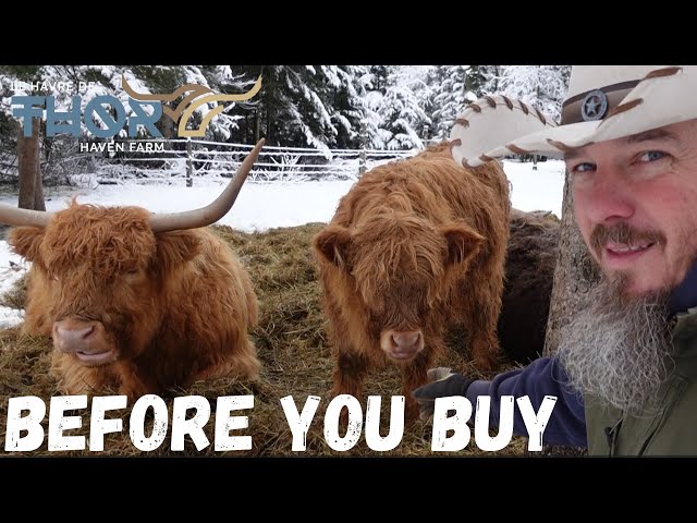 What You Need To Know About Buying Highland Cows