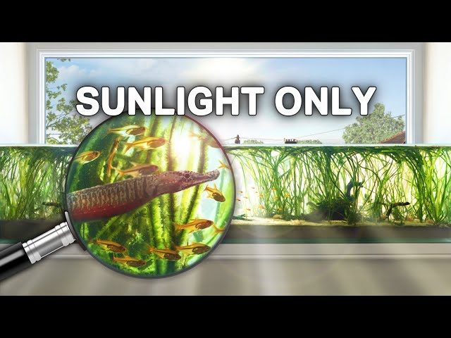 Making a Sunlight-Powered Aquarium (With No Filter)