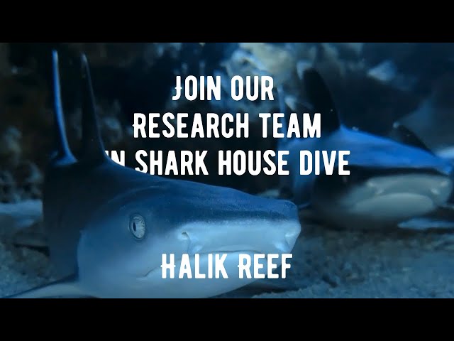 Shark House Dive in Halik Reef Gili Trawangan