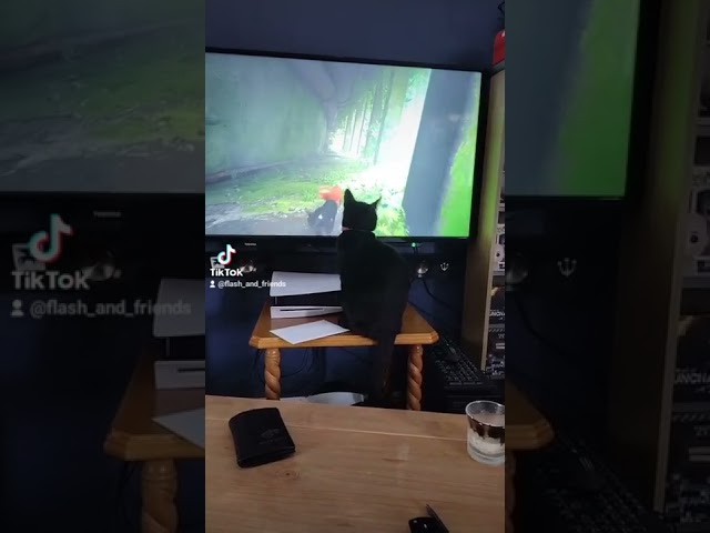 Cute TikTok video of cat reacting to Stray PS5