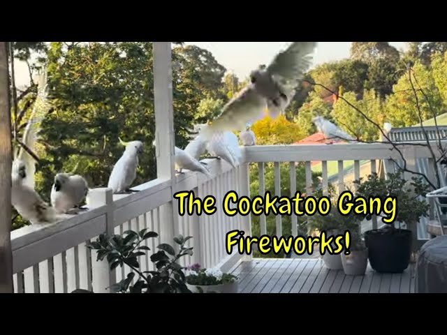 Cockatoo Swoop in: Wild Cockatoo Gang Strikes | its FIREWORKS Time!!