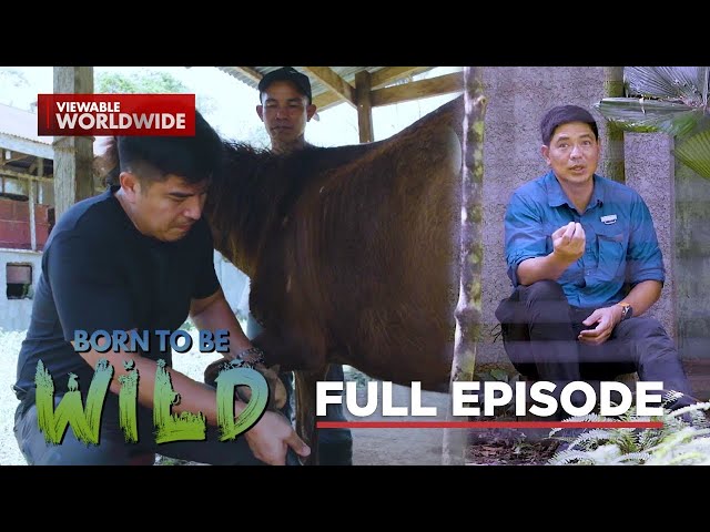 Endangered native species in the Philippines (Full Episode) | Born to be Wild