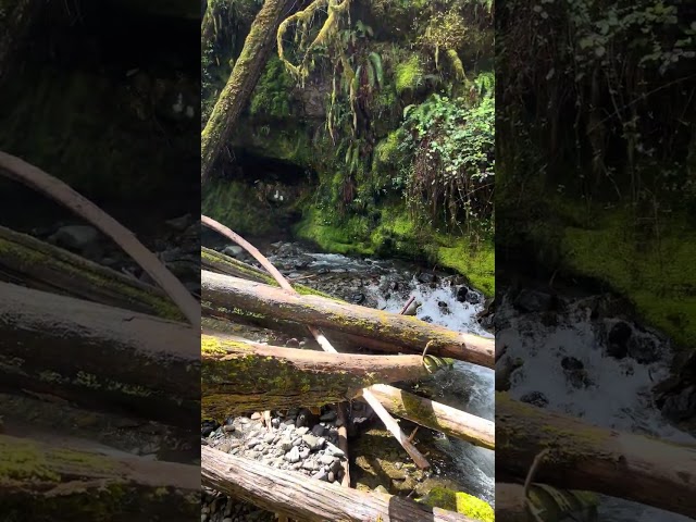 Amazing waterfall to fall asleep to! Gifford Pinchot National Forest!